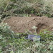 Giant Pocket Gophers - Photo (c) Juan Cruzado Cortés, some rights reserved (CC BY-SA)