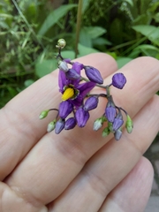Solanum dulcamara