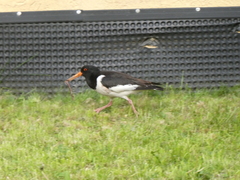 Haematopus ostralegus