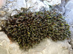 Schistidium robustum