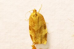 Choristoneura hebenstreitella