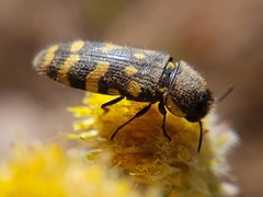 Acmaeodera quadrifasciata