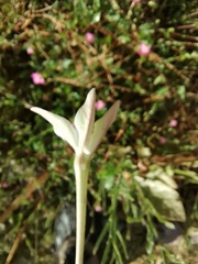 Nicotiana repanda
