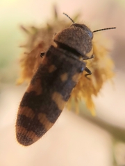 Acmaeodera quadrifasciata