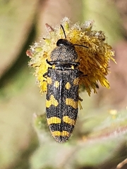 Acmaeodera quadrifasciata