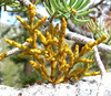 Fir Dwarf-Mistletoe - Photo (c) Stan Shebs, some rights reserved (CC BY-SA)