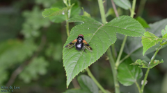 Volucella nigricans