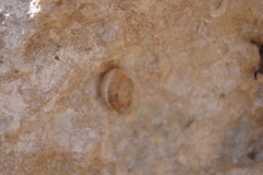 Eobania vermiculata