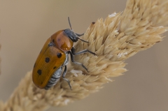 Tituboea sexmaculata