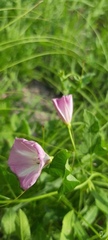 Convolvulus arvensis