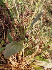 Nicotiana repanda
