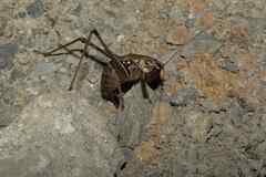 Alfredectes semiaeneus