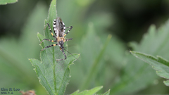 Sphedanolestes impressicollis