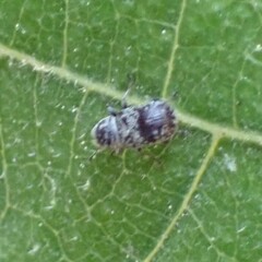 Zygaenodini