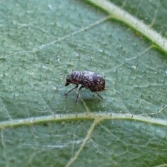 Zygaenodini
