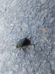 Anomala quadripunctata