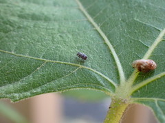 Zygaenodini