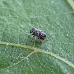 Zygaenodini