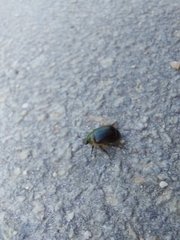 Anomala quadripunctata