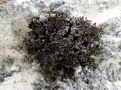 Didymodon subandreaeoides