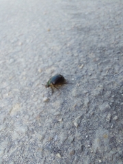 Anomala quadripunctata