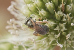 Halictus gemmeus