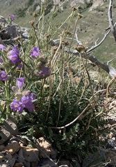Cymopterus nivalis