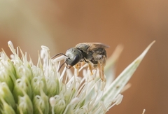 Halictus gemmeus