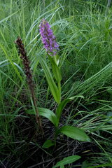 Dactylorhiza incarnata