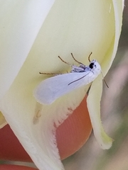 Tegeticula yuccasella