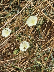 Convolvulus palaestinus