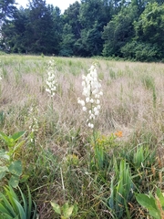 Tegeticula yuccasella