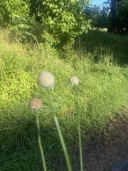 Allium sativum