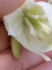 Tegeticula yuccasella