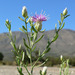 Russian Knapweed - Photo (c) Stan Shebs, some rights reserved (CC BY-SA)