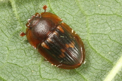 Amphotis marginata