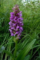 Dactylorhiza incarnata