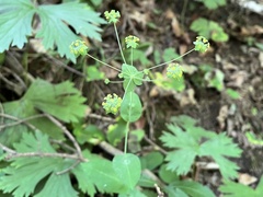 Bupleurum longifolium