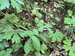 Bupleurum longifolium
