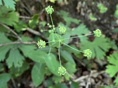 Bupleurum longifolium