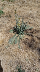 Verbascum giganteum