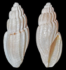 Eucithara