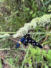 Amata ragazzii