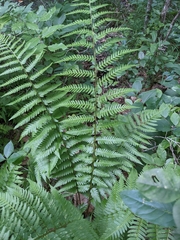 Dryopteris × australis