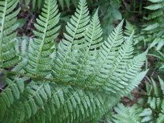 Dryopteris × australis