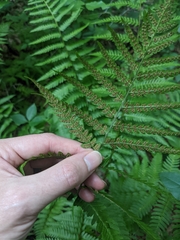 Dryopteris × australis