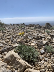 Hymenopappus filifolius idahoensis