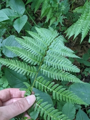 Dryopteris × australis