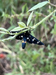 Amata ragazzii