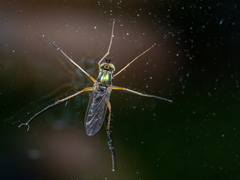 Dolichopus nigricornis